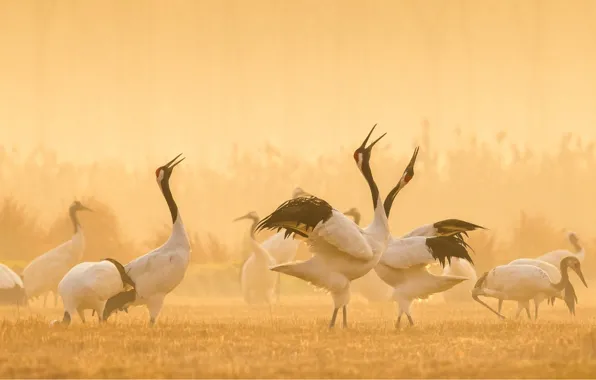 Картинка танец, Япония, Japan, журавли