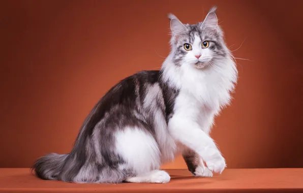 Кошка, кот, взгляд, поза, котик, лапки, пушистый, мордочка