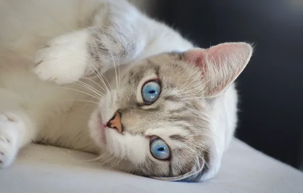 Кошка, кот, портрет, лежит, голубые глаза