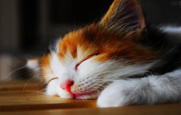 Котенок, спит, лежит