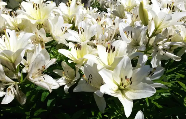 Лето, цветы, лилии