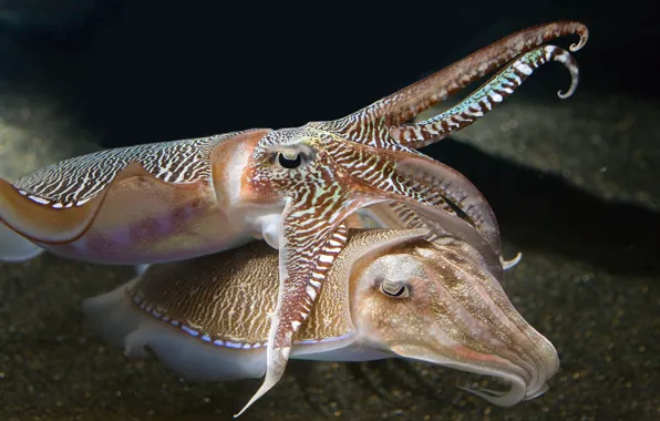 Underwater, sea, ocean, tenderness, cuttlefish, squid