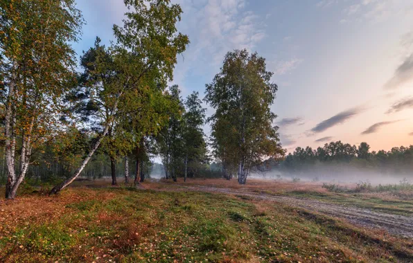Картинка осень, лес, туман, утро