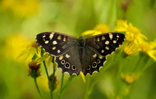 Картинка лето, природа, бабочка