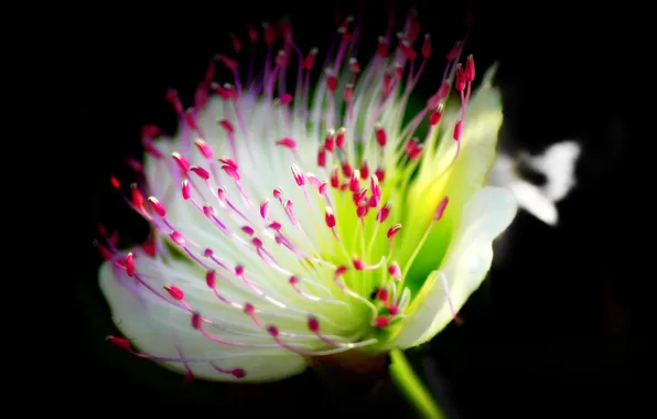 Цветы, фон, растение, лепестки