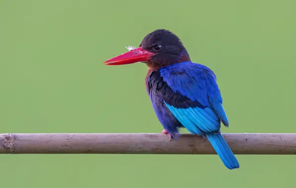 Картинка птица, Alcedo atthis, Обыкновенный зимородок, голубой зимородок, Common Kingfisher