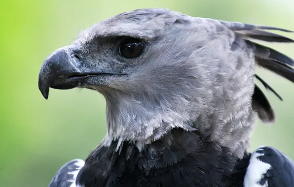 Картинка bird, wildlife, harpy eagle pix