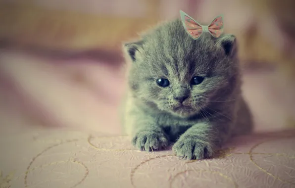 Кошка, котенок, серый, лапки, малыш, мордашка, бантик, британский