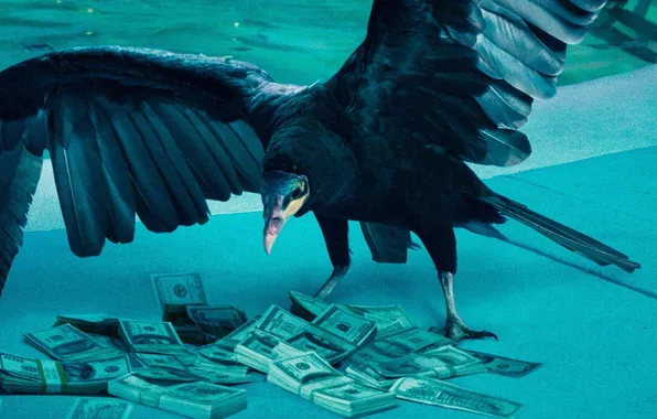 Картинка raven, movie, money, TV series, Ozark