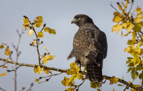 Осень, птица, Red tailed Hawk