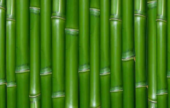 Зеленый, текстура, бамбук
