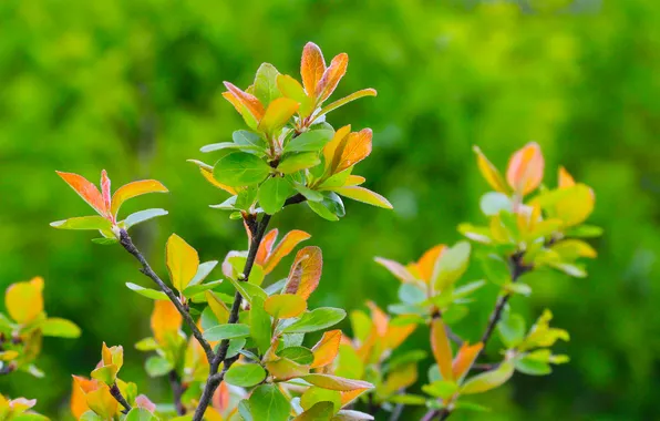 Spring, leaf, twig