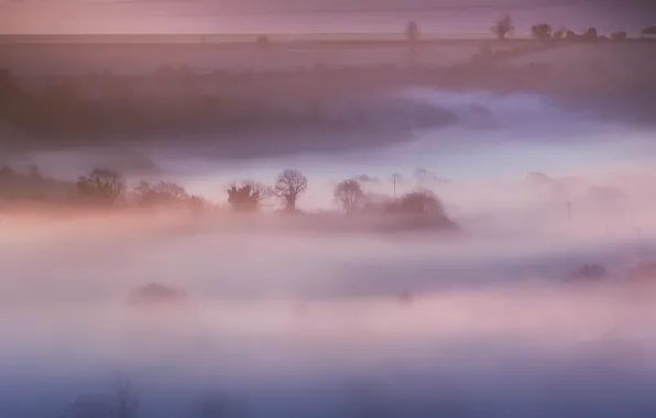 Картинка поле, деревья, природа, туман, розовый, Англия, утро, Великобритания