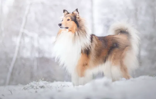 Картинка зима, взгляд, снег, природа, собака, снегопад, колли