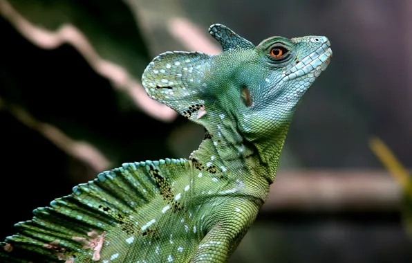 Природа, Basilisk, Basiliscus plumifrons