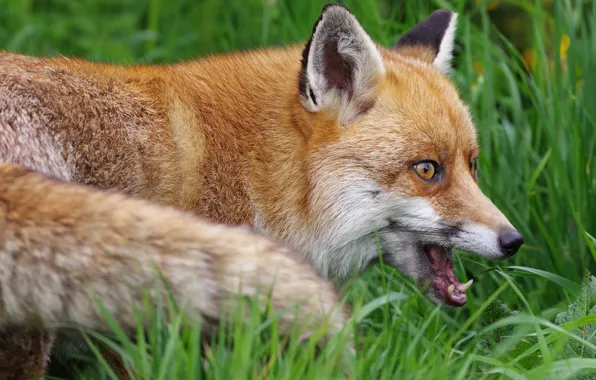 Картинка морда, портрет, лиса