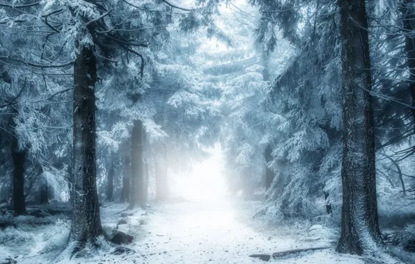 Зима, дорога, лес, снег, природа, туман, дымка