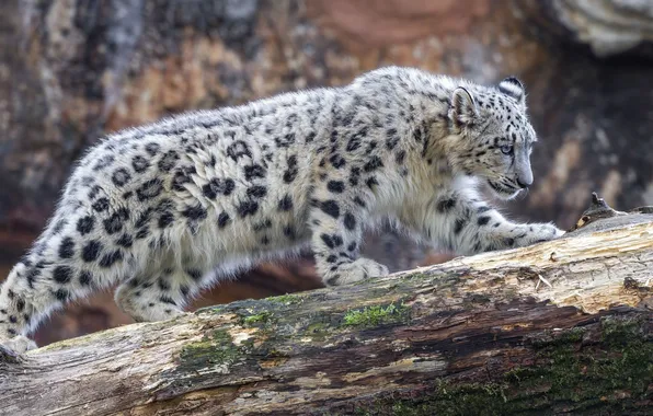 Leopard, snow, big cat, snowleopard