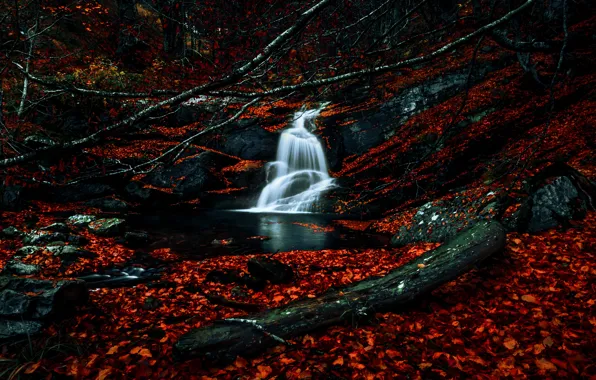 Осень, лес, ветки, камни, листва, водопад, бревно, листопад