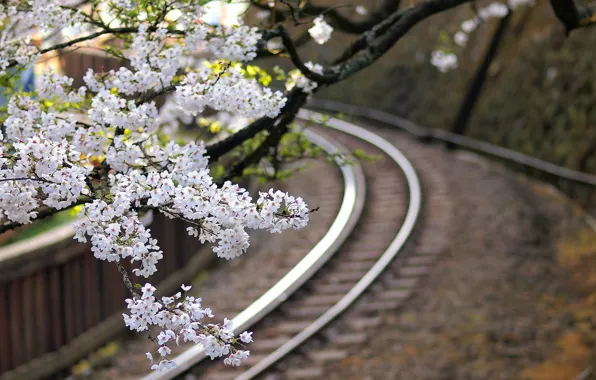 Картинка макро, цветы, ветки, дерево, Япония, размытость, сакура, железная дорога