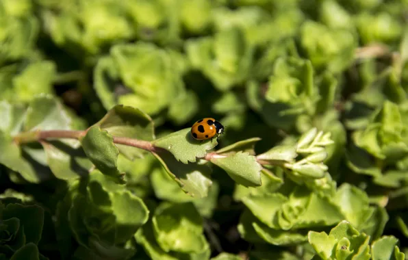 Жук, Божья коровка, Coccinellidae