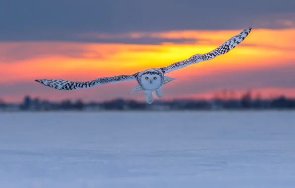 Зима, взгляд, снег, полет, природа, полярная сова