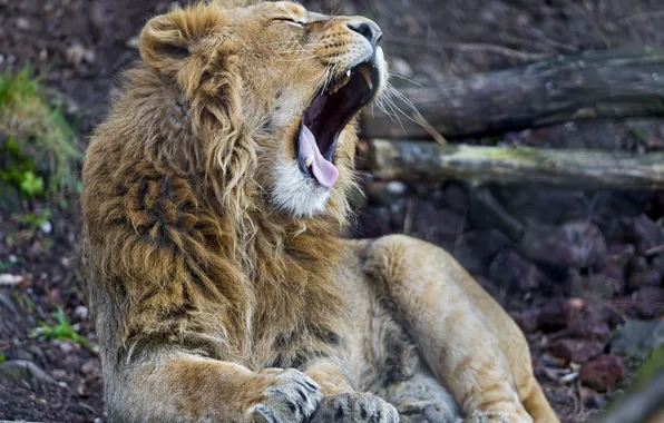 Язык, кошка, лев, зевает, ©Tambako The Jaguar