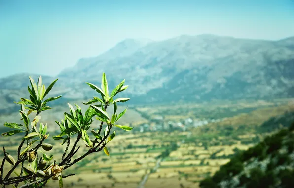Картинка листья, горы, природа, ветка, Греция, миндаль, Крит
