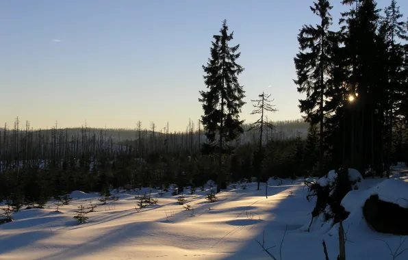 Картинка зима, лес, снег, горы, Чехия, Шумава, narodni park Šumava, vrch Cerná hora