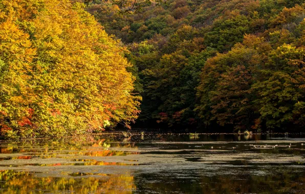 Осень, деревья, природа, озеро