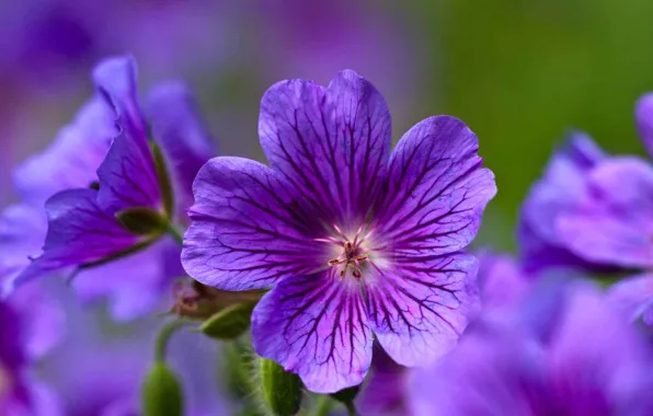 Цветы, фиолетовые, лесная, герань, Geranium sylvaticum, журавельник, лесная герань