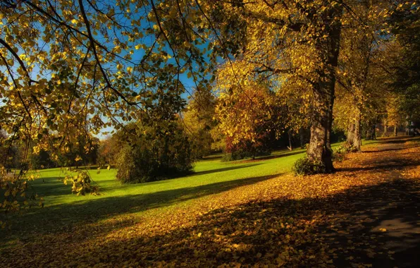 Осень, листья, деревья, ветки, парк