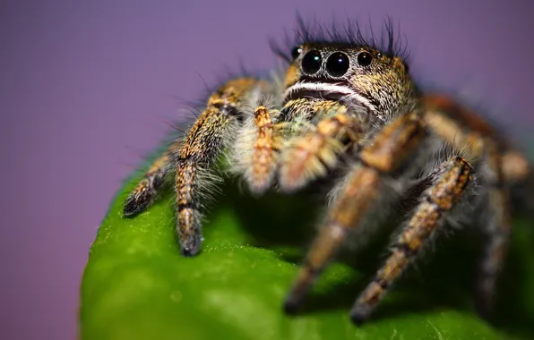 Картинка листок, паук, Phidippus clarus