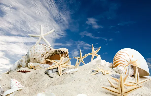 Картинка песок, море, пляж, солнце, звезды, ракушки, summer, sunshine