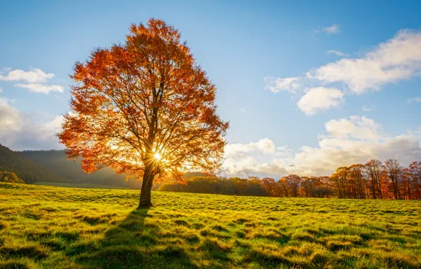 Поле, трава, солнце, ветки, дерево, тень, grass, sunshine