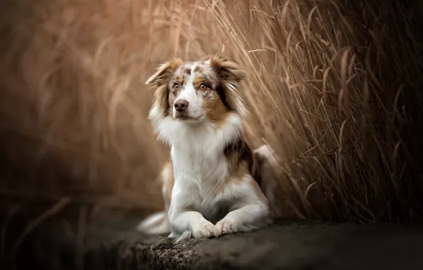 Картинка собака, камыш, Австралийская овчарка, Аусси