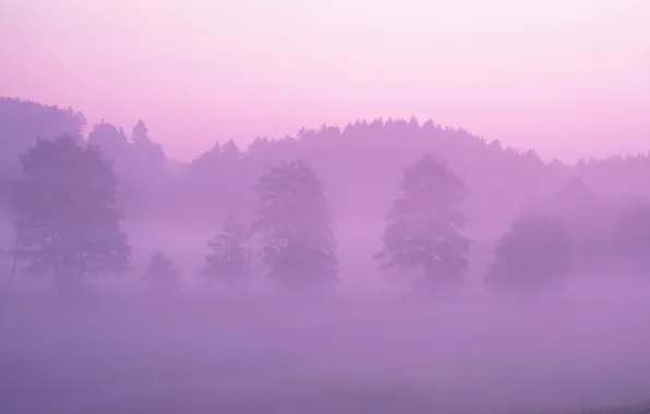 Картинка лес, туман, розовый