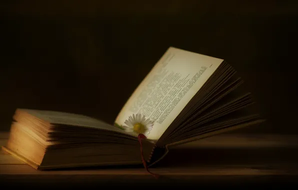 Цветок, текст, стол, размытие, ромашка, книга, черный фон, натюрморт