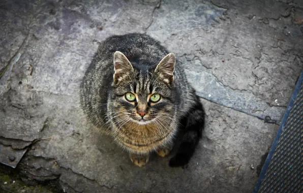 Кошка, взгляд, Кот, зелёные глаза