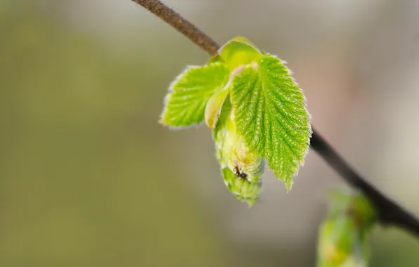 Spring, leaf, twig