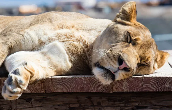 Кошка, солнце, отдых, сон, спит, львица