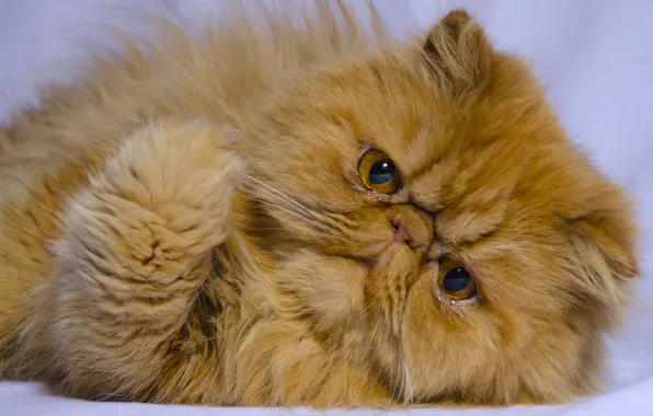 Картинка кот, взгляд, рыжий, мордочка, лапка, рыжий кот, персидская кошка