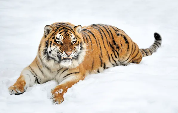 Картинка зима, морда, природа, тигр, хищник, клыки, оскал, лежит