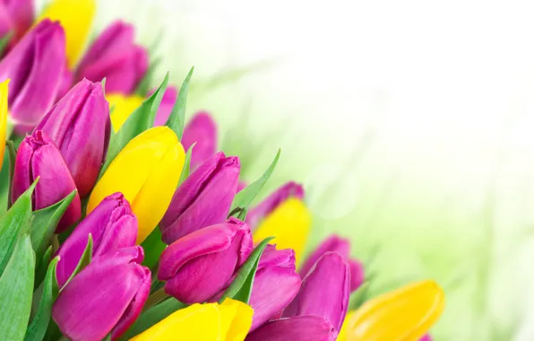 Картинка весна, желтые, Тюльпаны, розовые, 8 марта