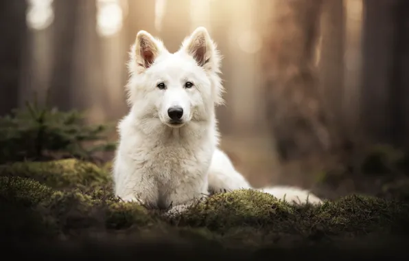 Картинка взгляд, морда, мох, собака, боке, Белая швейцарская овчарка
