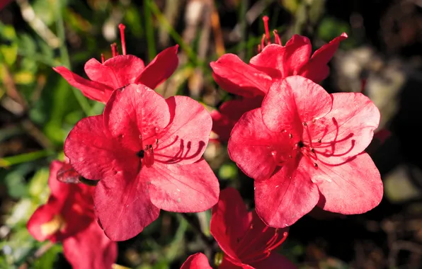 Red, flower, blooming, azalea