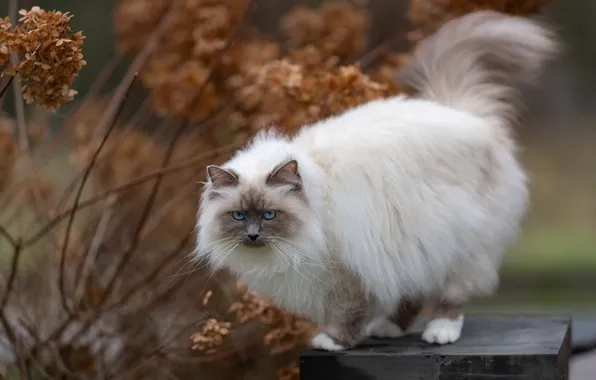 Осень, кошка, кот, взгляд, ветки, поза, сад, хвост