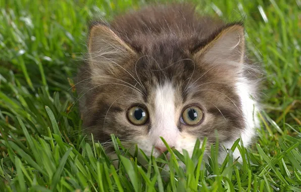 Картинка трава, глаза, взгляд, котенок