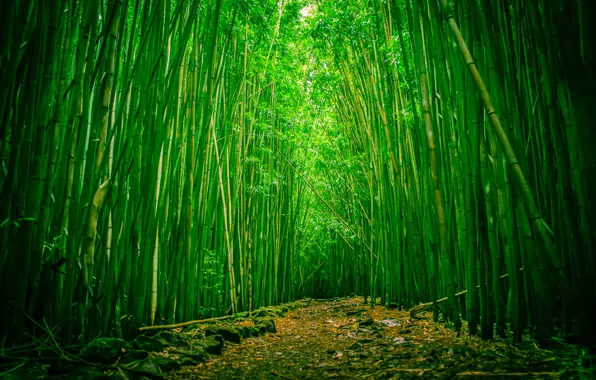 Картинка лес, Гавайи, просека, Мауи, бамбуковый, национальный парк Халеакала