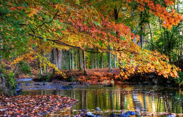 Картинка осень, лес, листья, вода, деревья, ручей, камни, желтые